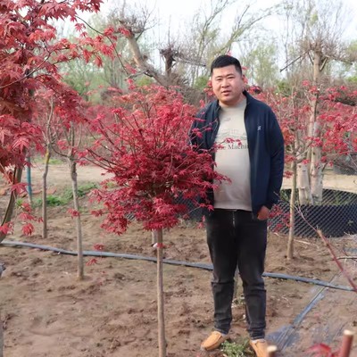 红枫树苗日本红枫红舞姬苗美国红枫树苗四季红枫苗庭院盆栽绿化苗