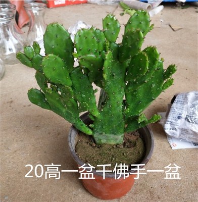 千手观音盆栽植物室内阳台