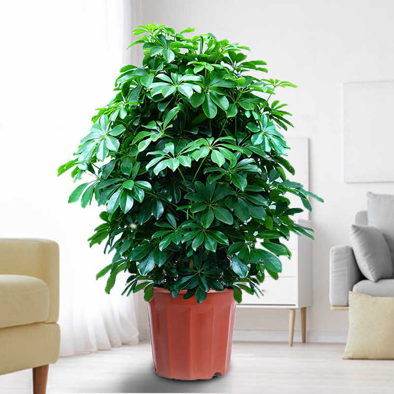 七叶莲水培盆栽招财树植物八方来财鸭脚木室内绿植花卉发财树水养,鲜花速递/花卉仿真/绿植园艺,造型盆景,淘宝优惠券,粉丝福利购,淘宝优惠卷