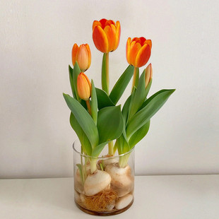 5颗郁金香水培加大圆玻璃瓶套装 花卉秋冬植物耐寒 进口种球根四季