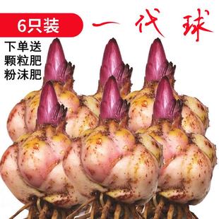 进口重瓣香水百合花种球带牙种子多头浓香室内外花卉盆栽