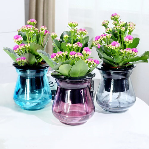 长寿盆栽观花植物室内玻璃水