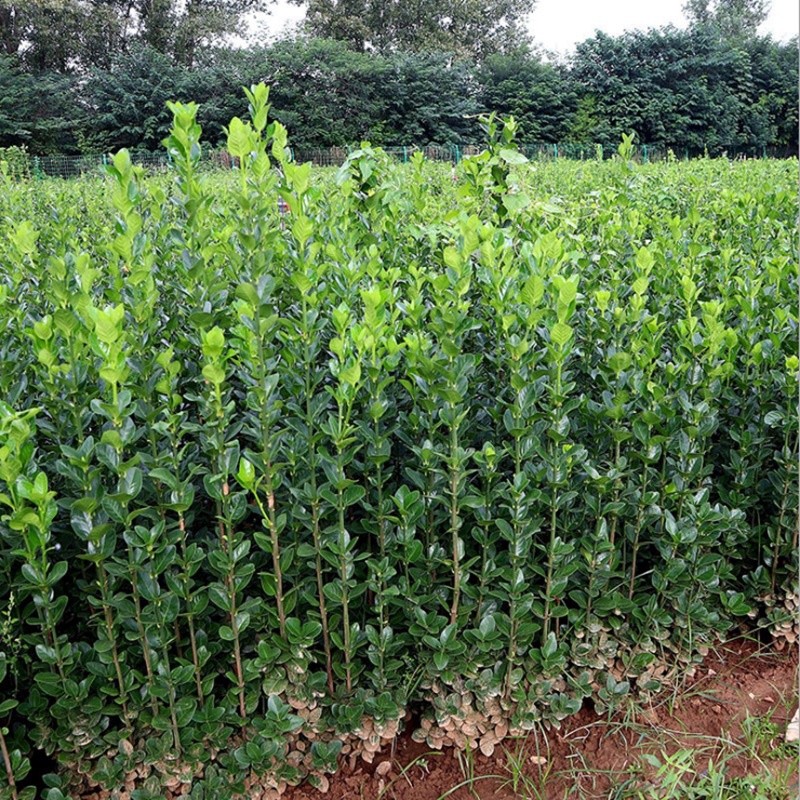 绿化工程冬青红叶石楠树苗