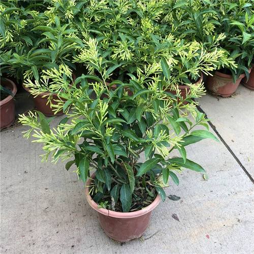 夜来香盆栽花卉树苗夏季植物