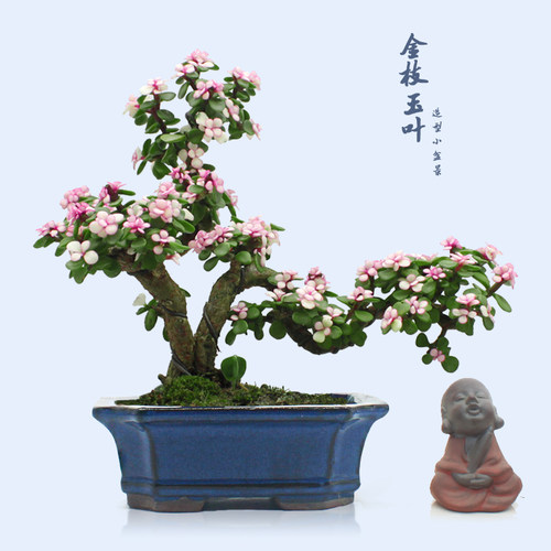 金枝玉叶雅乐多肉老桩造型盆景