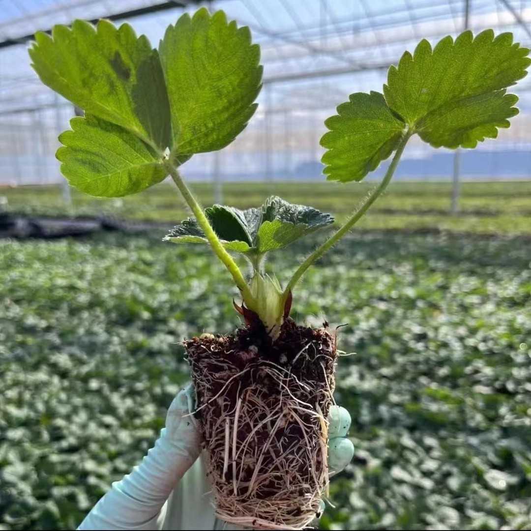 四季结果草莓苗奶油种子盆