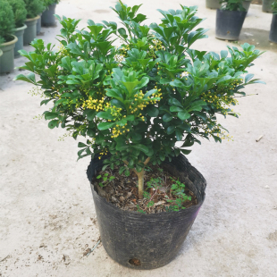 米兰盆栽花卉植物带花苞好养易活阳台庭院多季开花木本树苗小老桩