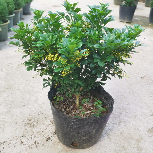 米兰盆栽花卉植物带苞好养