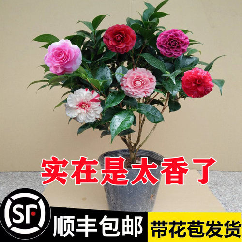 带花苞茶盆栽四季树苗山室内