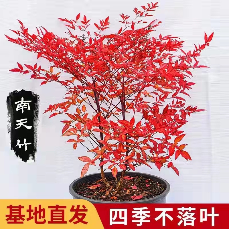火焰南天竹盆栽四季观叶耐寒