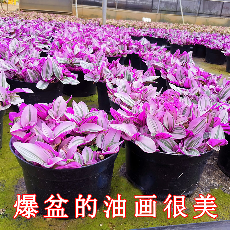 吊兰盆栽油画婚礼胭脂云观叶植物绿植盆栽网红花卉办公室桌面盆栽