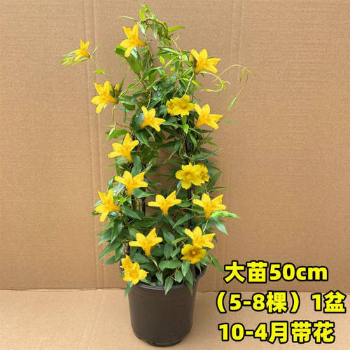 法国香水茉莉花盆栽浓卉阳台