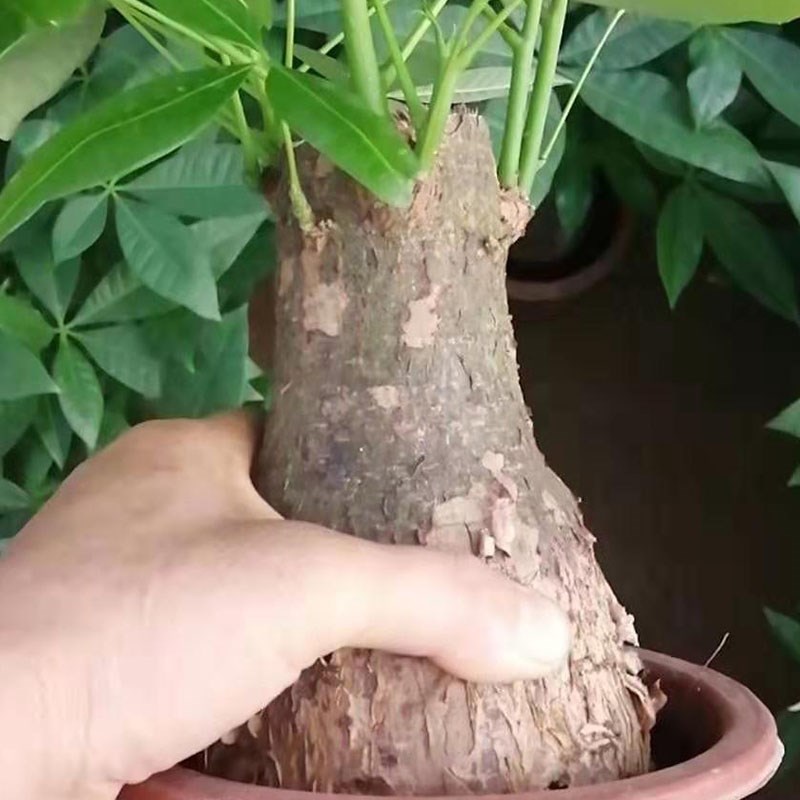 大棵发财树室内盆栽招办公