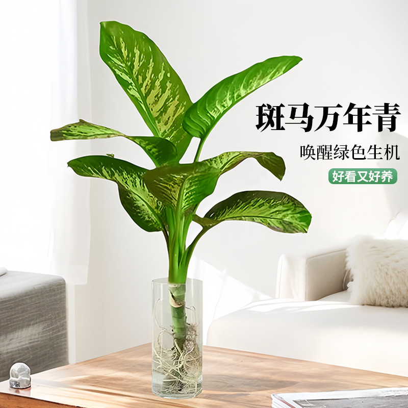 大王斑马万年青盆栽水培植物水养遇水就活富贵竹桌面四季好养花卉