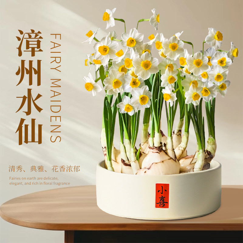 漳州水仙花盆栽带花苞种球水养水培植物年宵花办公室桌面绿植花卉,鲜花速递/花卉仿真/绿植园艺,时令草本花卉,淘宝优惠券,粉丝福利购,淘宝优惠卷