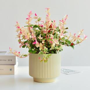 花叶络石四季五彩花卉盆栽彩络叶吊篮阳台爬藤苗绿植庭院植物垂吊