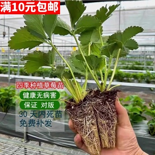 四季奶油草莓苗穴盘苗粉玉红颜天使白草莓真红美玲南北方阳台盆栽