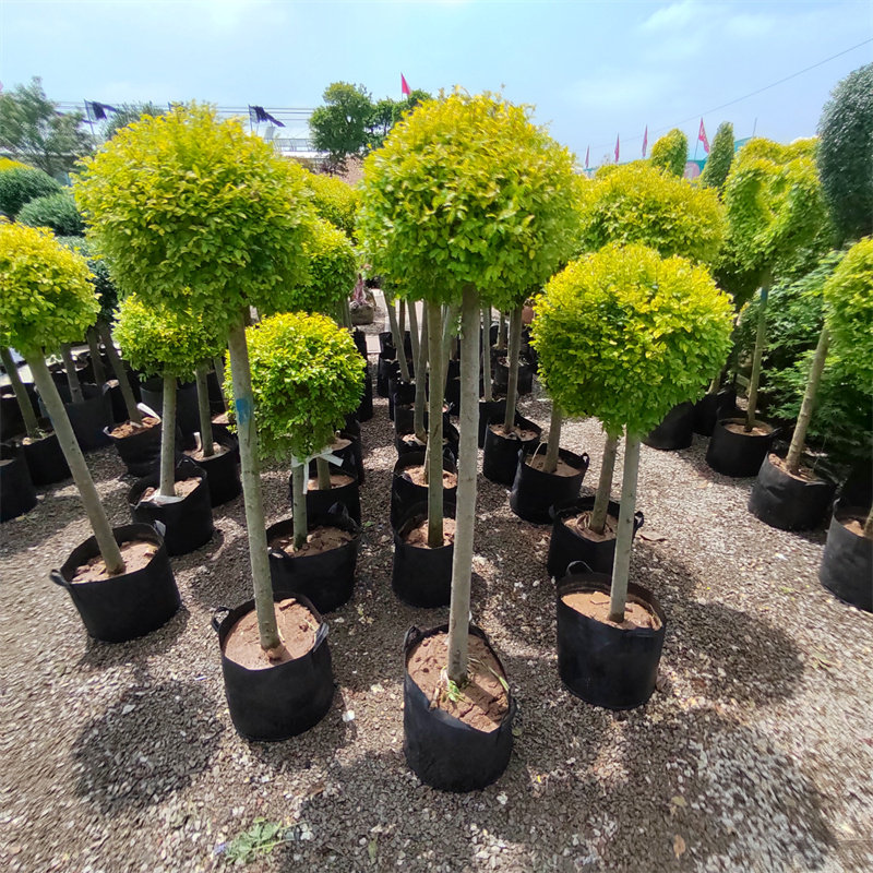 亮晶女贞棒棒糖 川滇蜡树蓝冰柏 柠檬之光棒棒糖花镜植物盆栽,鲜花速递/花卉仿真/绿植园艺,绣球/木绣球/木本植物,淘宝优惠券,粉丝福利购,淘宝优惠卷