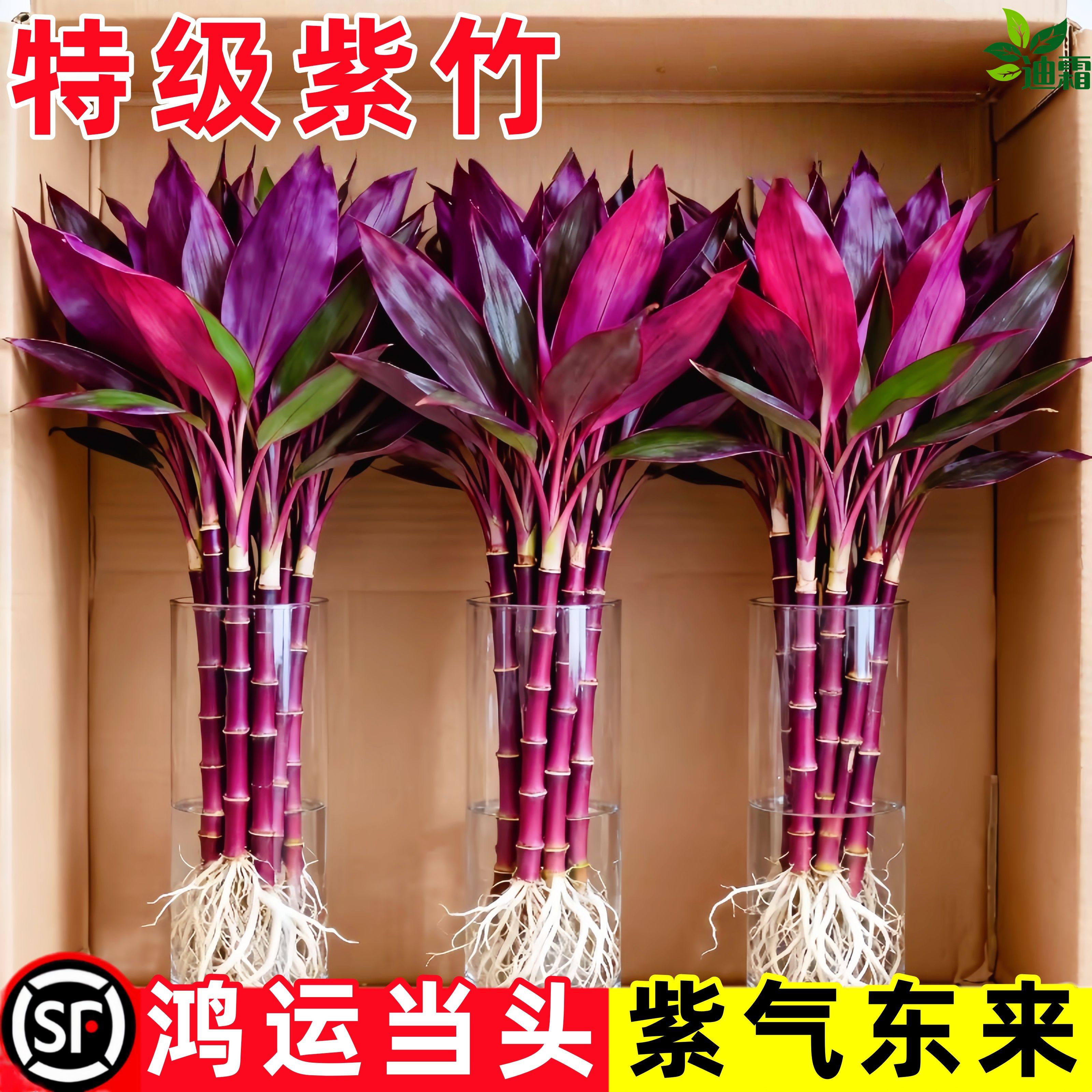 紫竹鸿运当头富贵竹水培植物粗杆带根客厅招财竹子室内好养活花卉