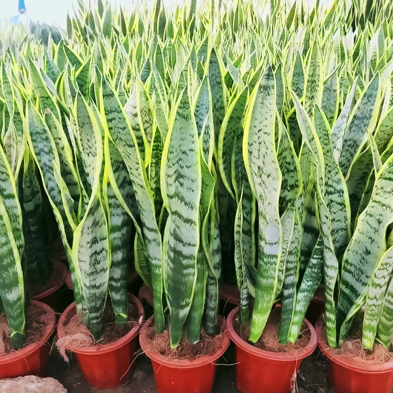 金边虎皮兰客厅大棵绿植室内盆栽植物好养大型净化空气