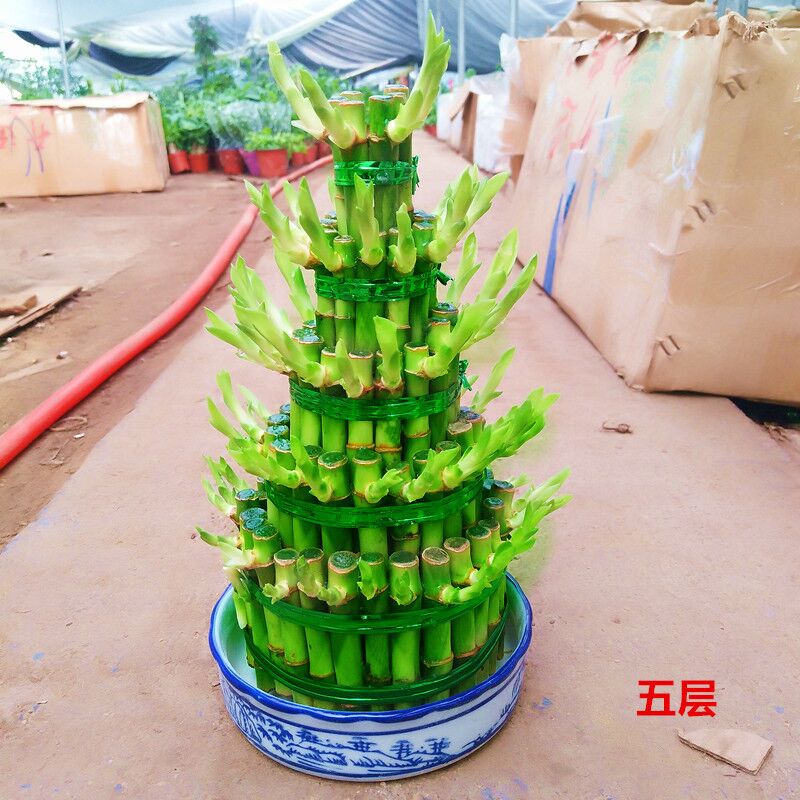 竹塔富贵竹盆栽组合节节高水培观音竹子客厅卧室茶几步步高转运竹