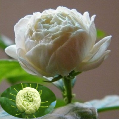 叶轮虎头茉莉盆栽庭院阳台芳香