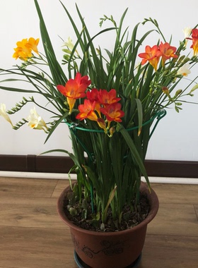 9.9元5个四季开花易活植物香雪兰种球小苍兰盆栽室内外花卉好养活