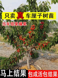 Православная школа Вишневые саженцы большие вишня Крикет южная северная Растение комнатные Земля прививка плодовое дерево семена