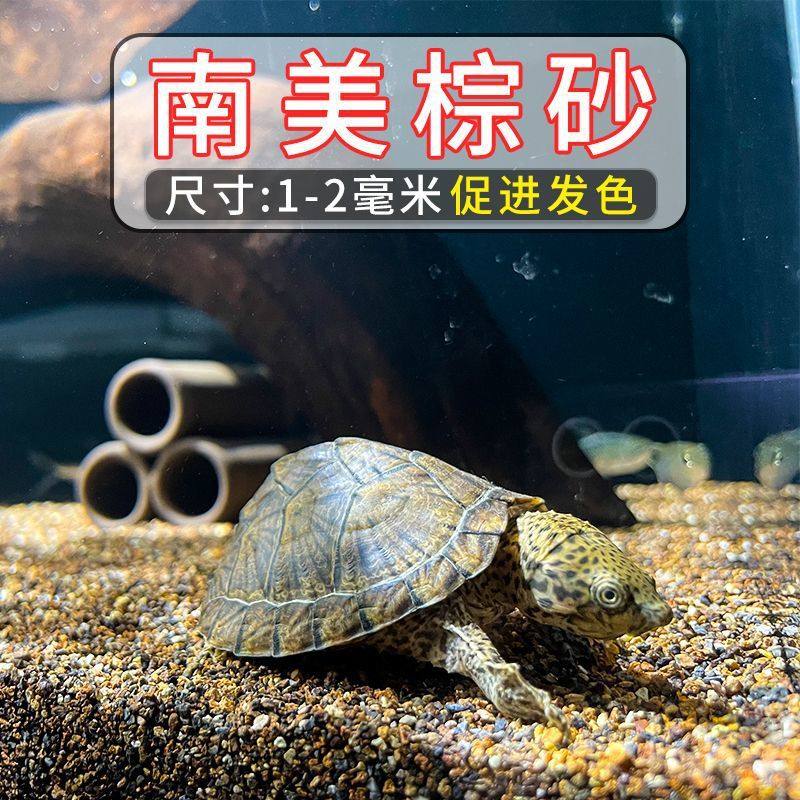 鱼缸用溪流石专用底沙水陆布景沙子套装石头细沙摆件虾纯天然乌龟,宠物/宠物食品及用品,龟缸,淘宝优惠券,粉丝福利购,淘宝优惠卷