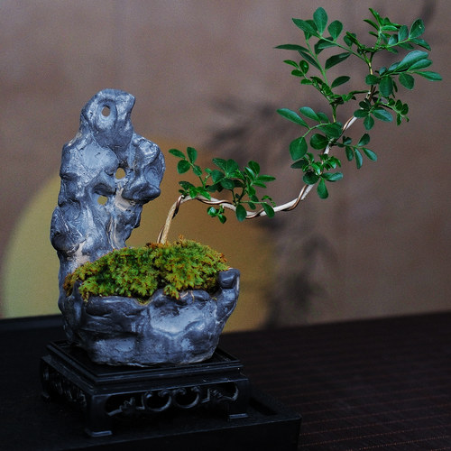 文竹九里香盆景桌面禅意盆栽茶桌小微盆景室内好养易活绿植