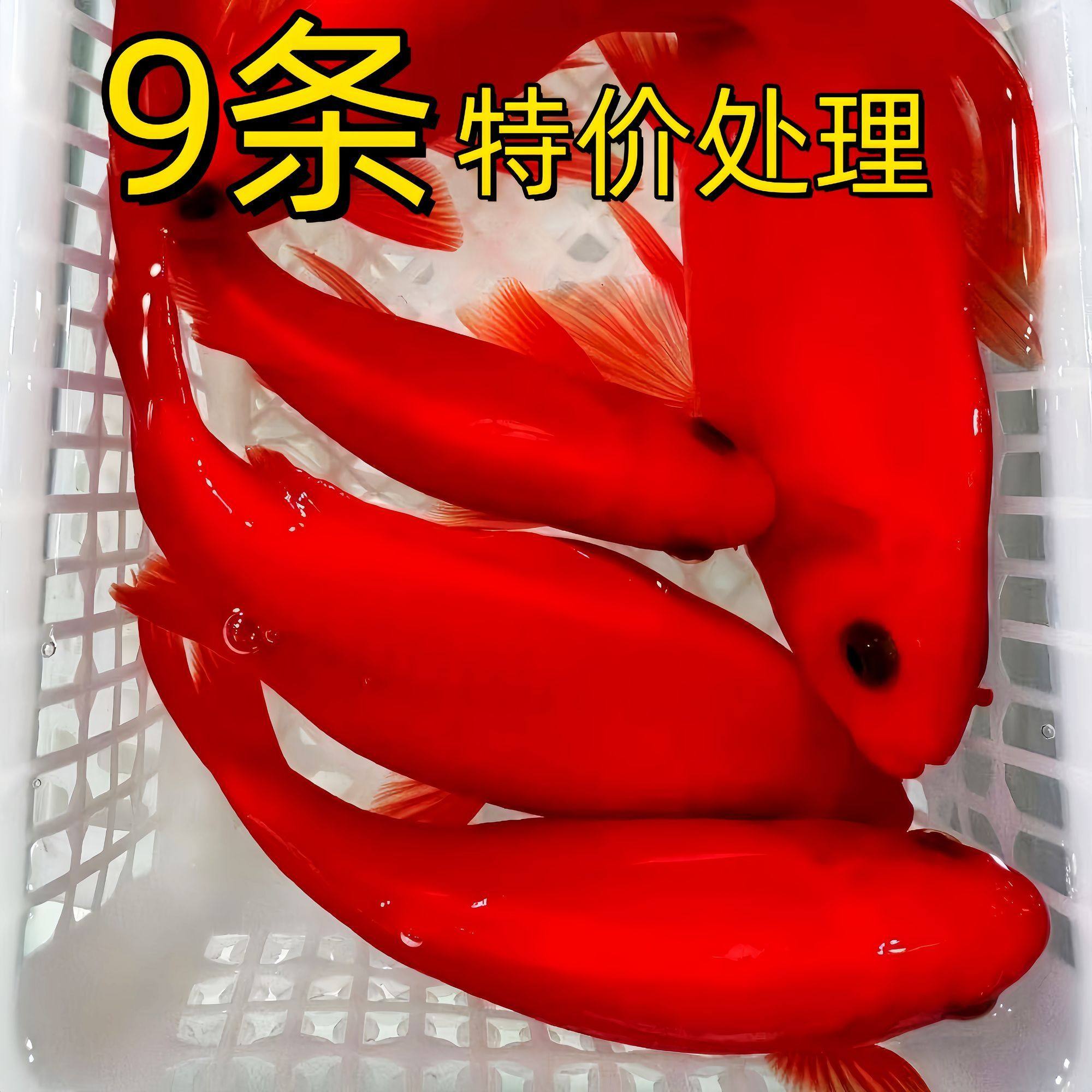 冷水观赏鱼血红冷水鹦鹉鱼好养耐活草金鱼黑眼葡萄眼练手鱼耐寒冷,宠物/宠物食品及用品,鱼,淘宝优惠券,粉丝福利购,淘宝优惠卷