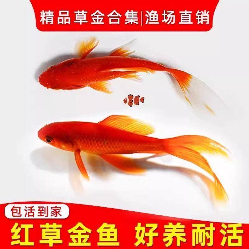 红草金观赏鱼金鱼锦鲤活鱼招财淡水鱼苗饲料耐活好养鲤鱼新手冷水,宠物/宠物食品及用品,鱼,淘宝优惠券,粉丝福利购,淘宝优惠卷