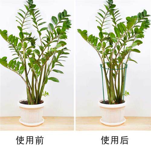 铁艺花架蟹爪兰植物支撑杆龟背绣球防倒护叶花支柱半圆固定花支架