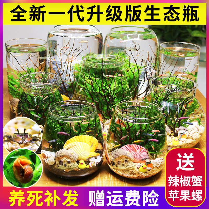 观赏生态瓶鱼微景观免换水免打理diy水族办公桌面创意造景鱼缸