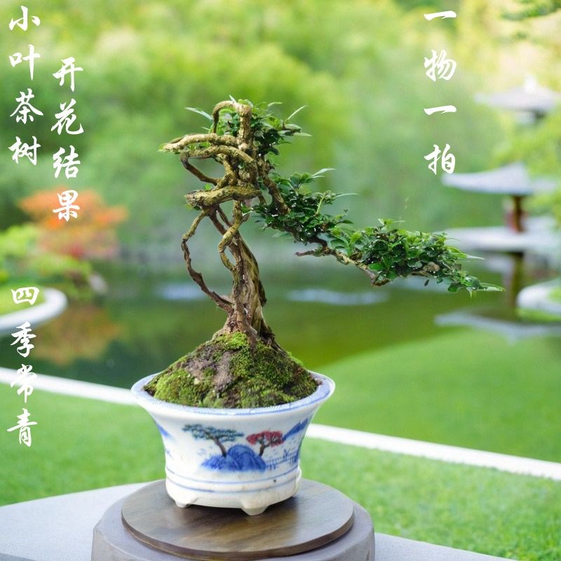 福建茶老桩造型盆景盆栽桌面F办公室内庭院花卉绿植