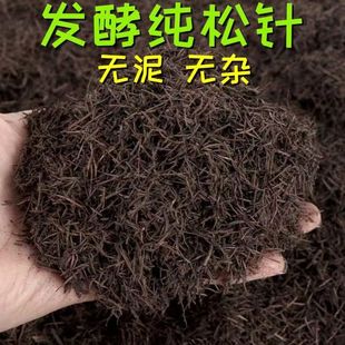無土純松針蘭花專用松針土橡樹葉腐葉種植土腐熟松針多肉植物綠蘿