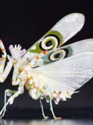 指尖宠物螳螂活体幼体个性爬兰花螳螂圆盾幽灵广斧昆虫小朋友礼物