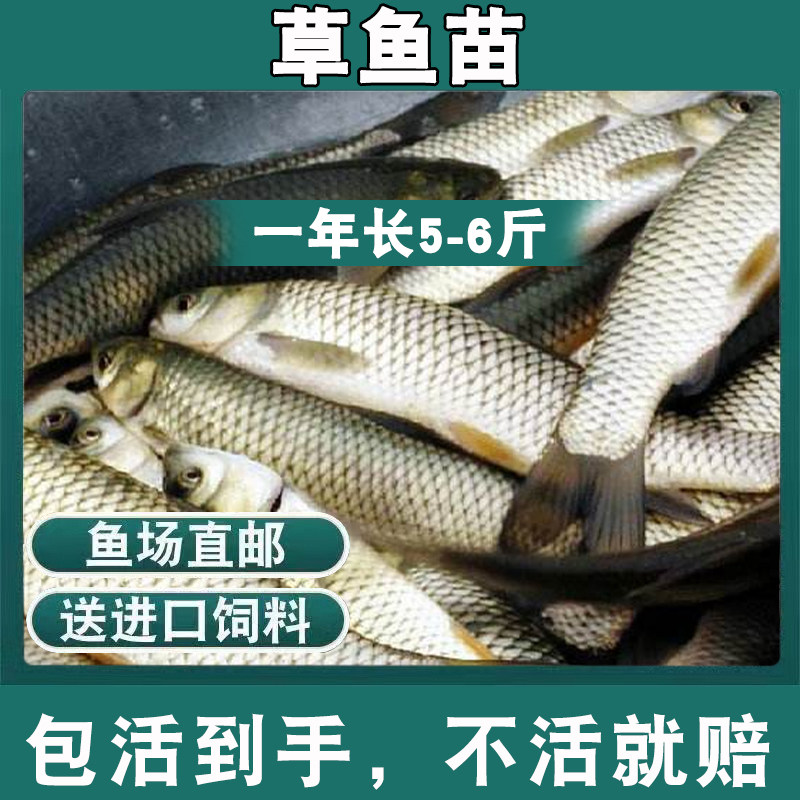 草鱼苗皖鱼苗四大家鱼鲫鱼苗罗非鱼