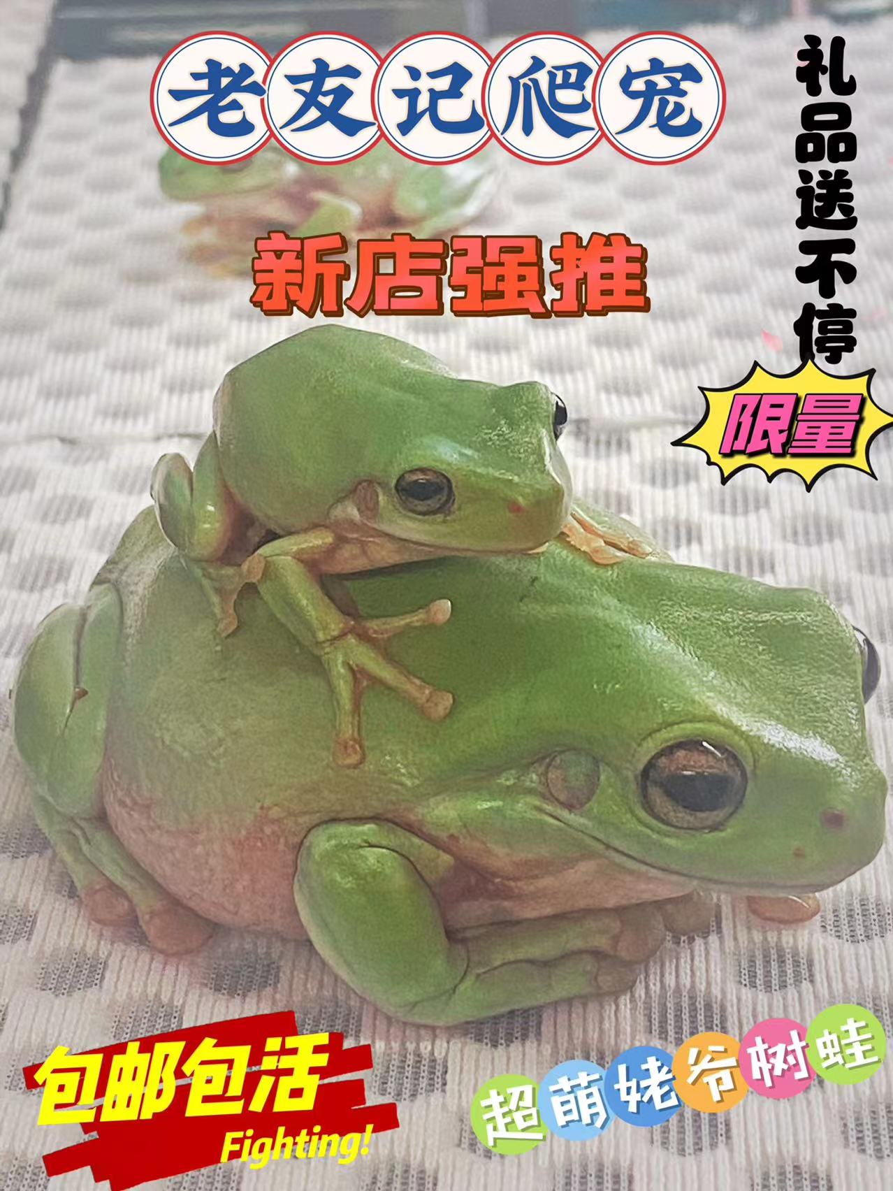 印尼绿姥爷澳洲蓝树蛙蛙活体钟火特色爬宠/鸣虫