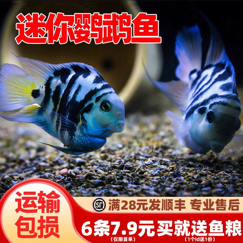 迷你鹦鹉鱼活体鱼小型淡水热带观赏鱼苗三湖慈鲷宝蓝白金繁殖种鱼