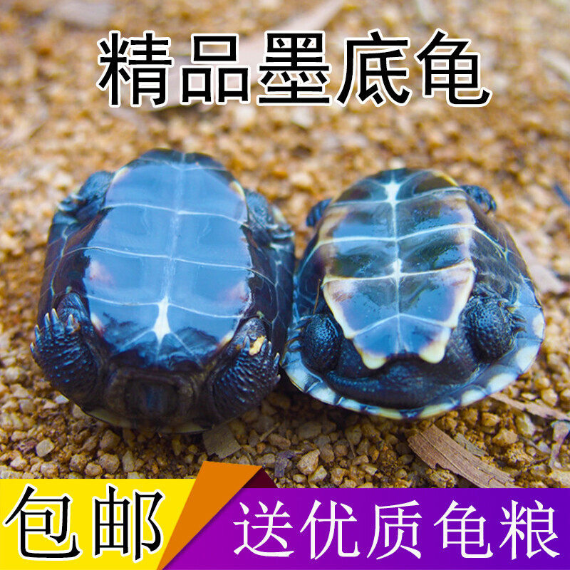 墨龟苗活体全黑小乌龟活物黑腹外塘中华草龟苗巴西龟宠物观赏水龟
