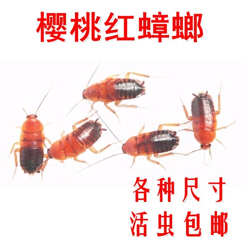樱桃蟑螂 樱桃红蟑螂杜比亚面包虫大麦虫蟋蟀龙鱼活体饲料活蟑螂