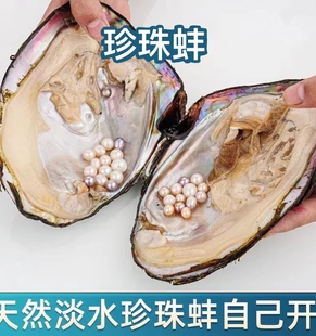 天然淡水珍珠蚌自己开蚌取珠爱迪生直播间河蚌多珠活蚌取珠鲜活蚌