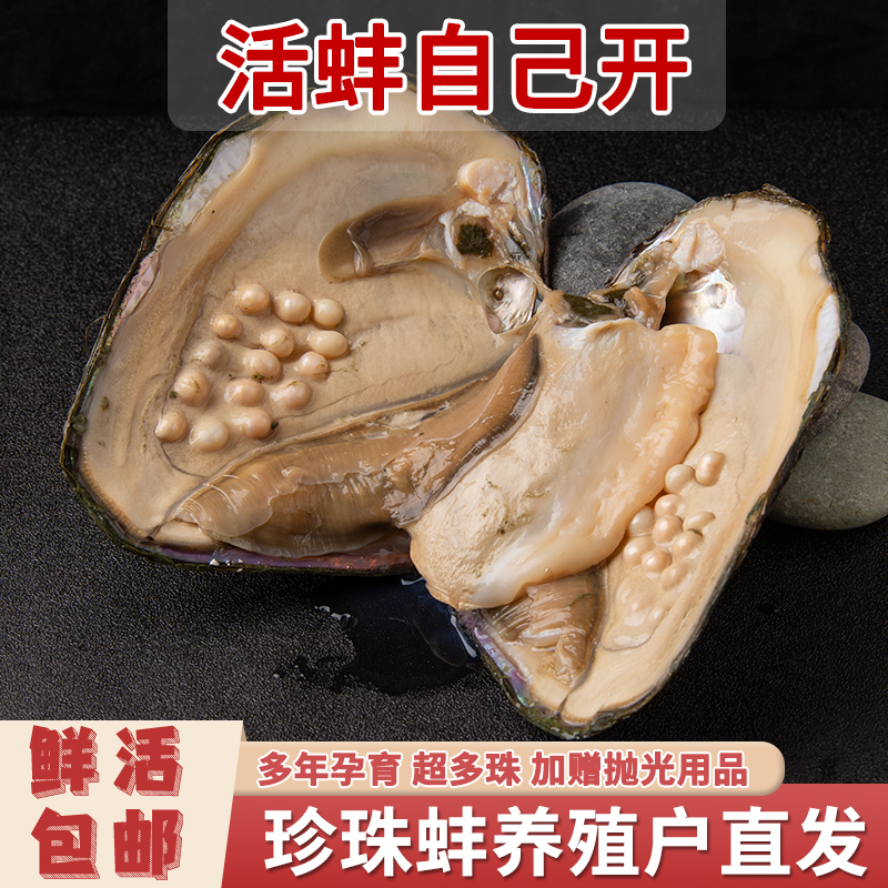 天然淡水珍珠蚌自己开壳活体河蚌爱迪生取珍珠单珠多珠蚌鲜活包邮