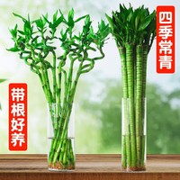 水培富貴竹發(fā)財(cái)竹轉(zhuǎn)運(yùn)帶根帶盆