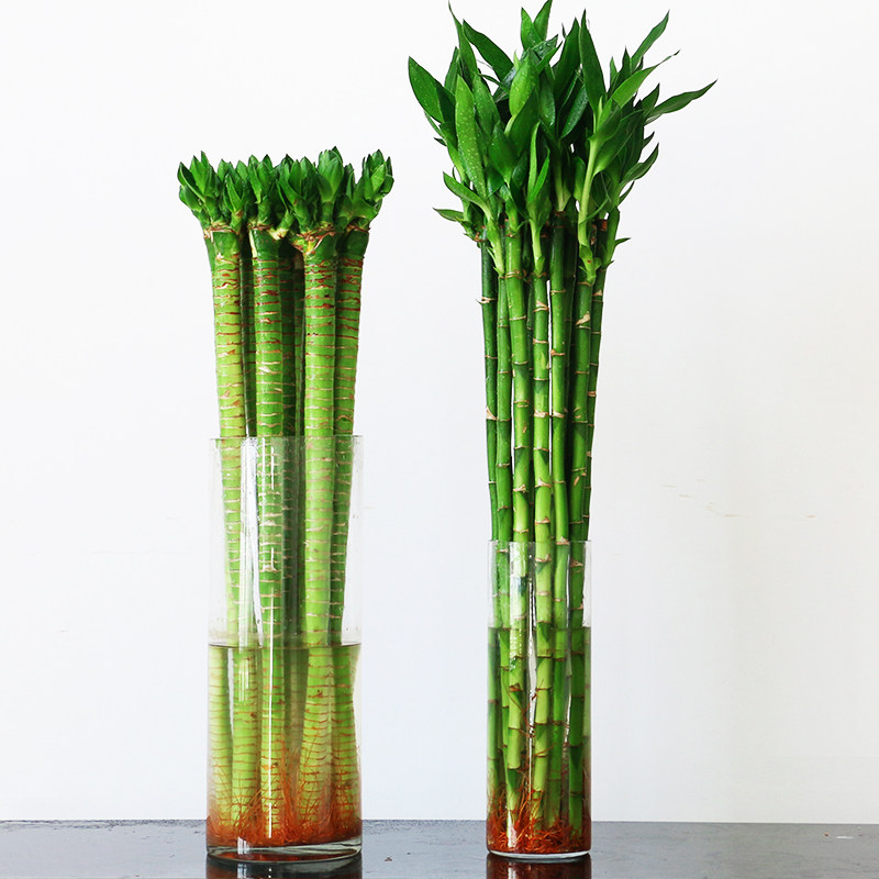 绩光带根水养转运竹弯竹开运直竹水竹子室内办公室绿植