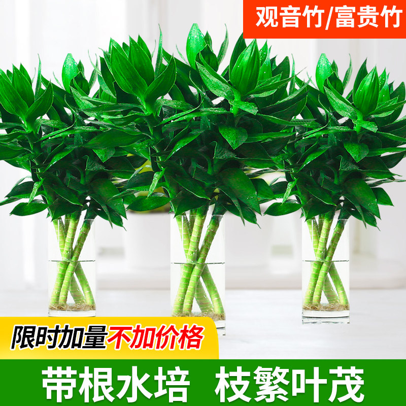 光带富贵竹水培植物客厅