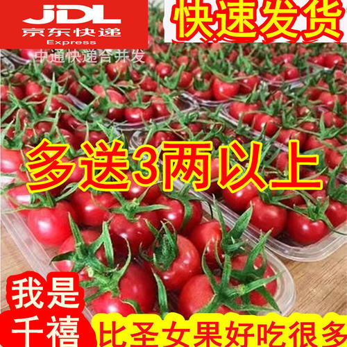 千禧小番茄山东特产好吃包邮