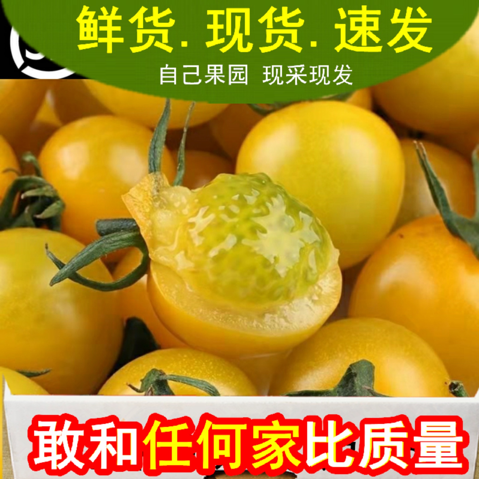 千禧小番茄夏日阳光山东小番茄