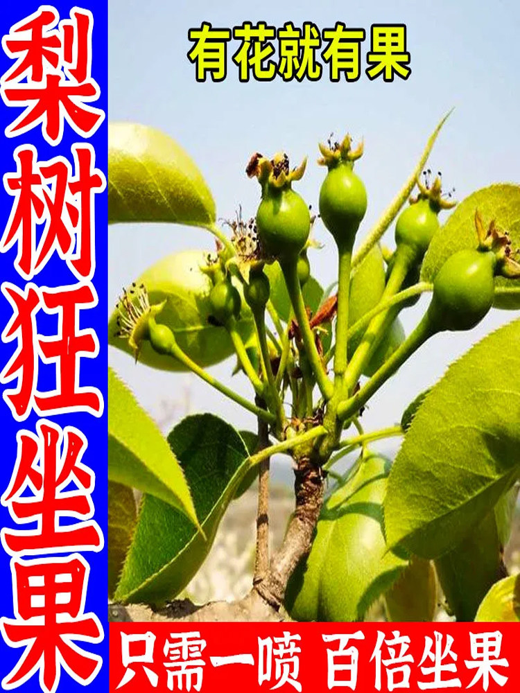梨树专用授粉药梨树点花药大樱桃沾花素增产防落果素催花座果精